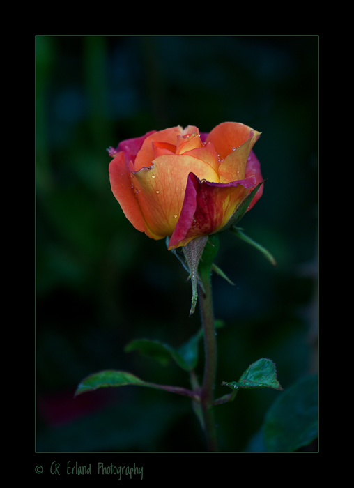 Summers Rose