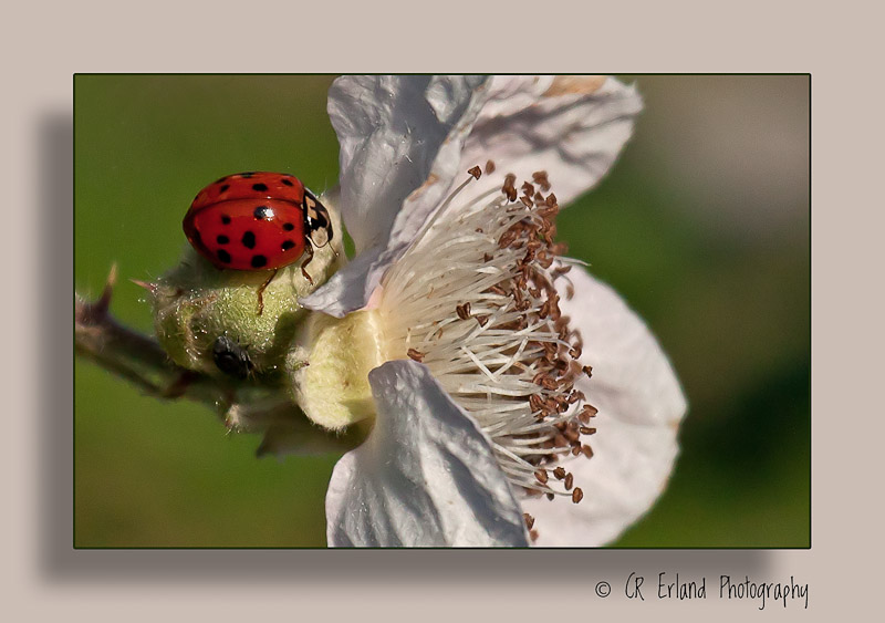 Ladybug, ladybug fly away home...