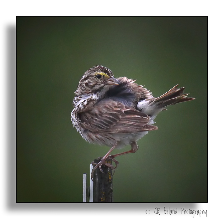 Young Perching Bird