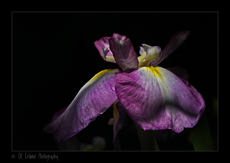 Purple Iris