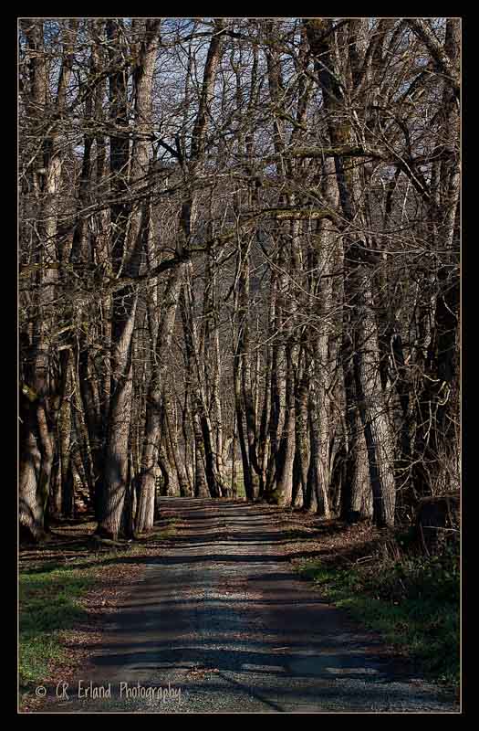 Country Lane