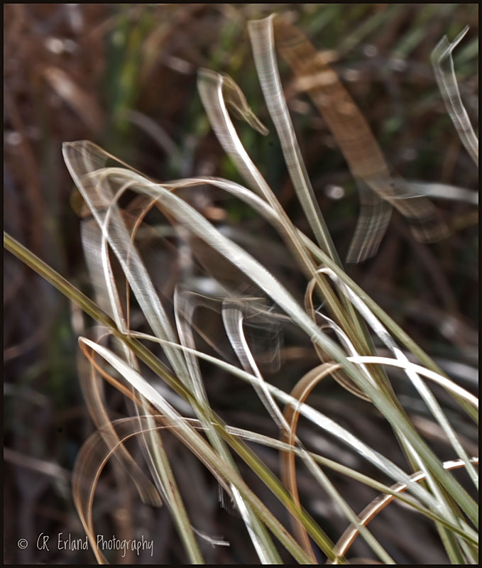 Pampas Grass in the WindWeekly Challenge #103: Move Me