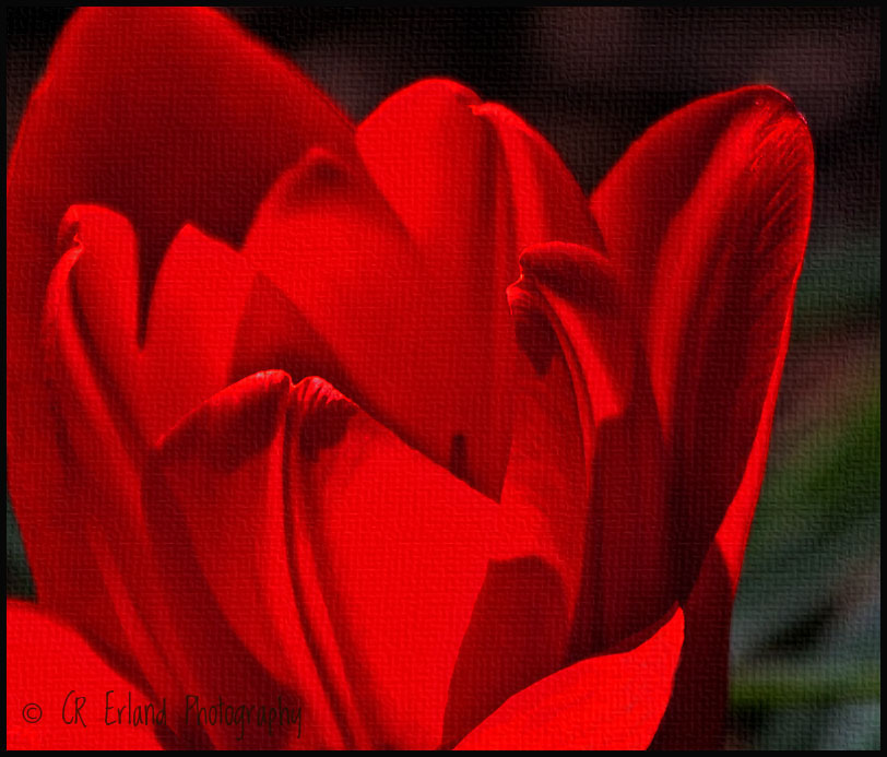 Spring Tulip
