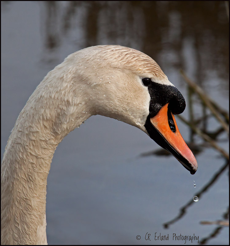 Swans: Mute Swans