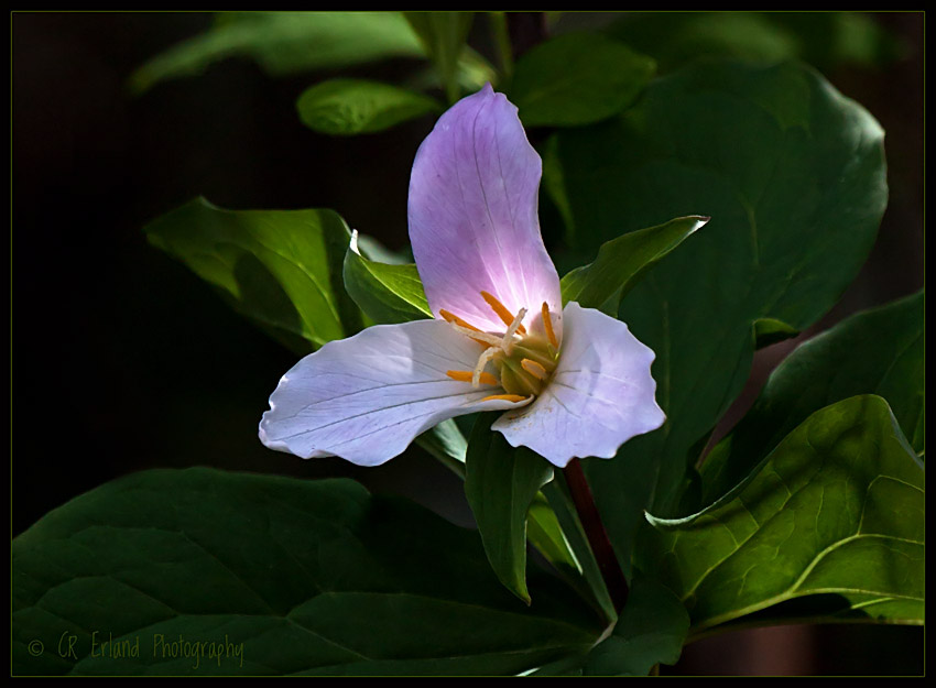 Shadows and Light<br>Weekly Challenge #106: Its All About Light 