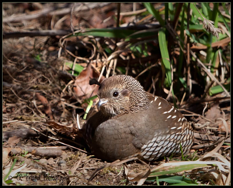 California Quail