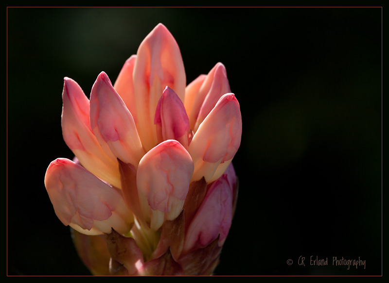 Rhododendron Bud