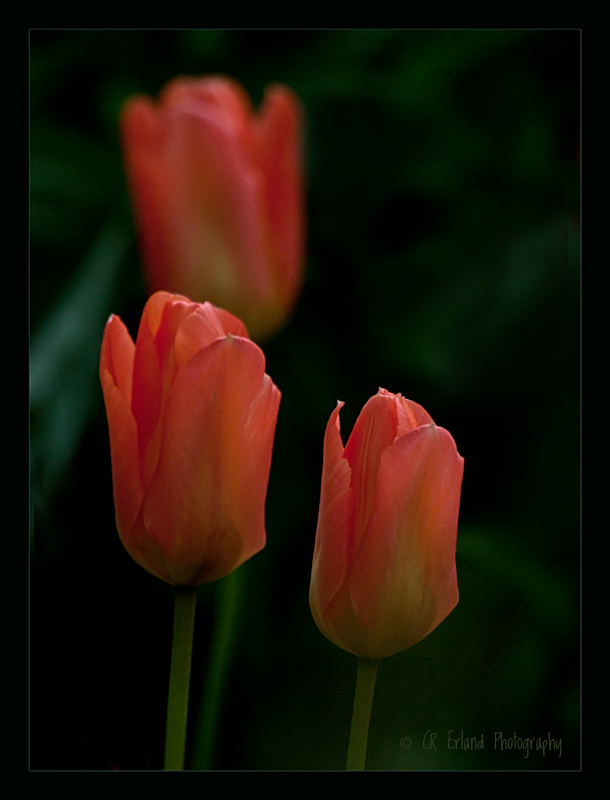 Tulip TimeWeekly Challenge #107: Rule of Thirds