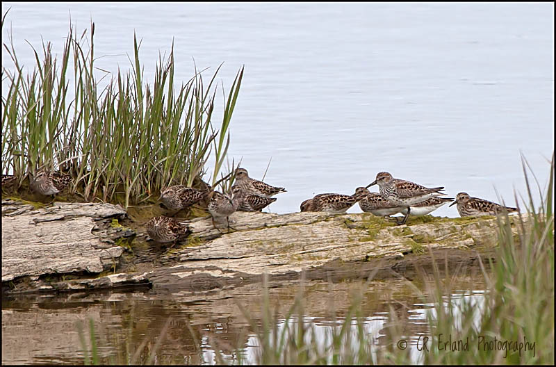 Sandpipers on a Log
