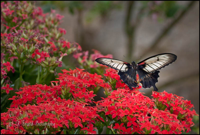 Butterfly and Red Flowers