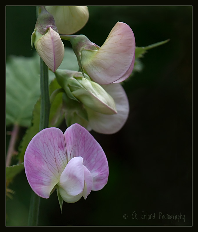 Sweet Peas