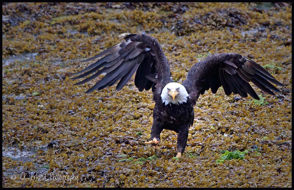 Ugh....this kelp is really sticky!!