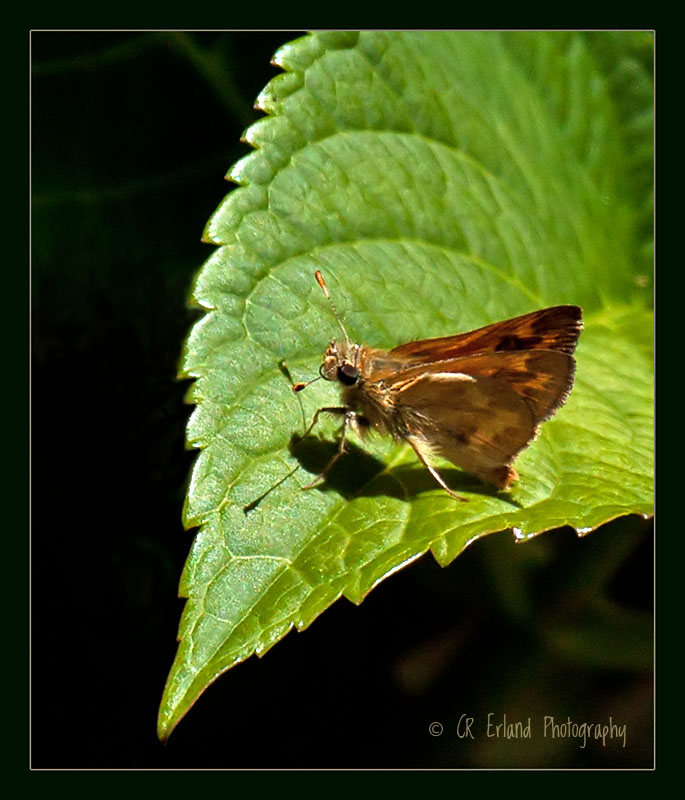 Small Visitor