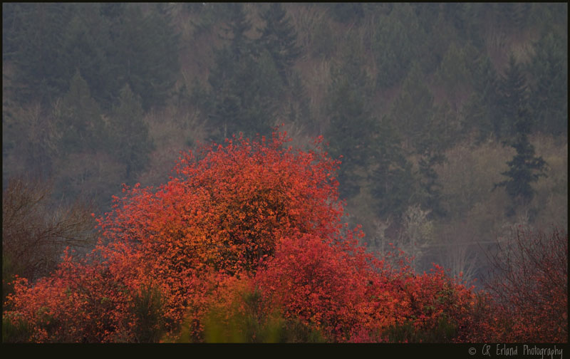 A Spot of Colour on a Dark Day