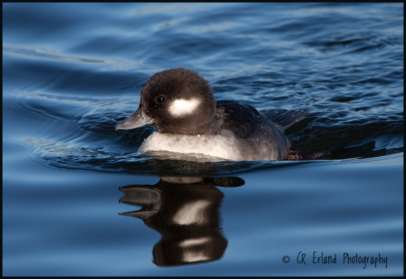 Female Bufflehead