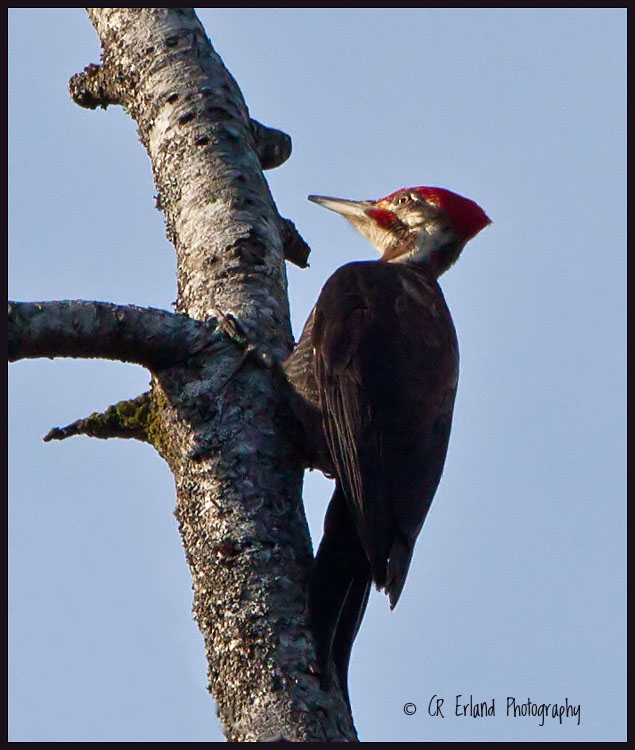  Pileated Woodpecker 