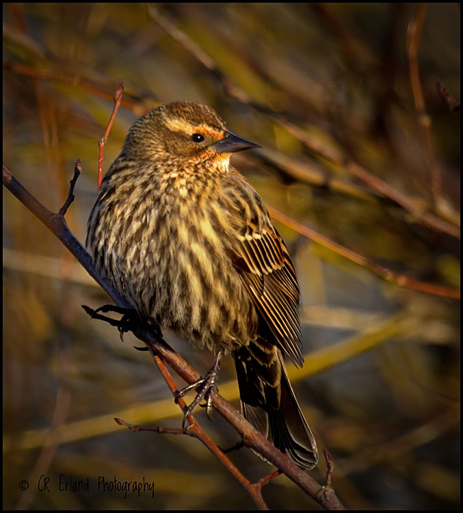 Female Red-winged Blackbird