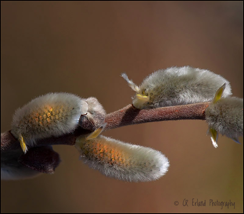 Pussy Willows