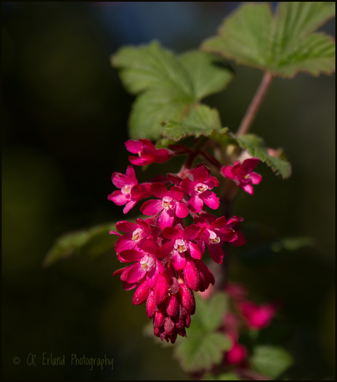 Red Currant Blossom