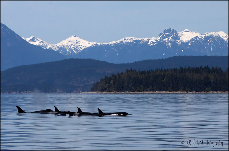 Orca Pod