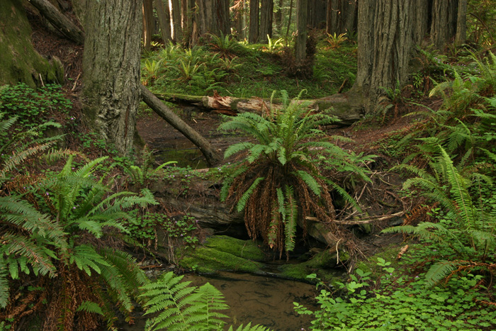 AVENUE OF THE GIANTS