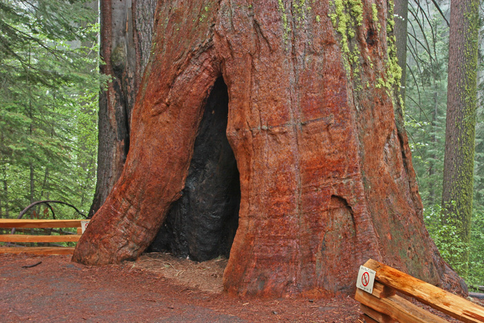 TOULUMNE GROVE: YOSEMITE NATIONAL PARK
