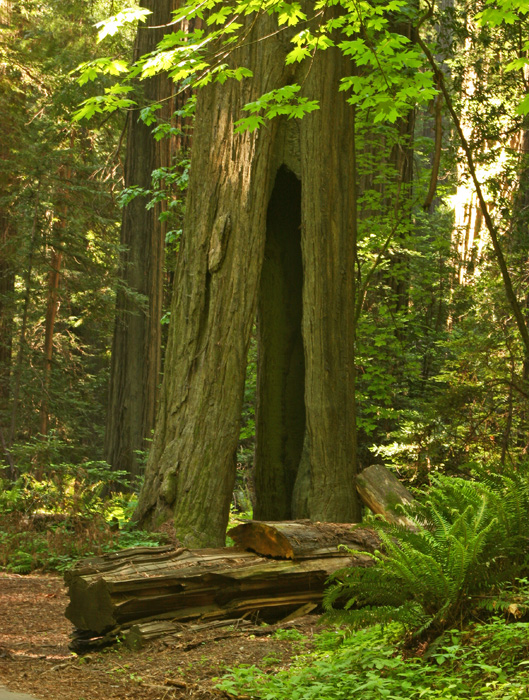 AVENUE OF THE GIANTS