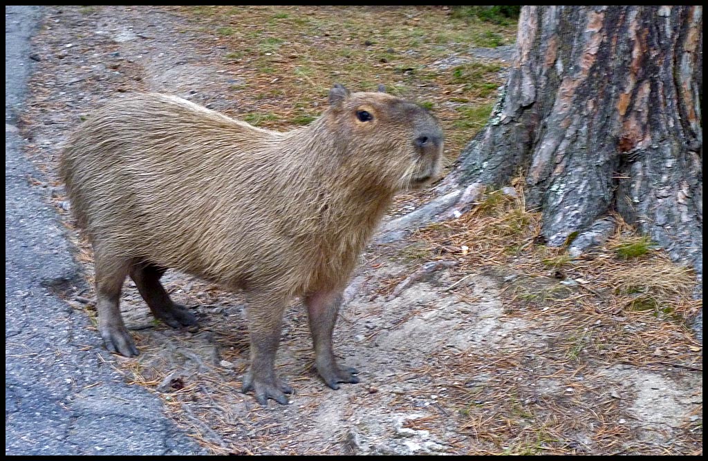 capybara, escaped from the enclosed