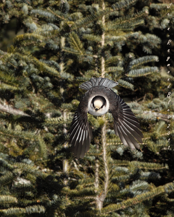 Msangeai du Canada / Gray Jay