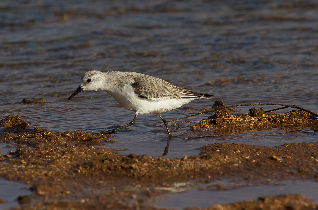 Sandlpare<br>Sanderling<br>(Calidris alba)