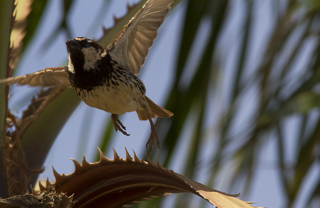 Spansk sparv<br>Spanish Sparrow<br>(Passer hispaniolensis)