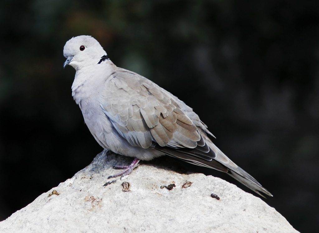 Turkduva<br/>Eurasian Collared-Dove<br/>(Streptopelia decaocto)