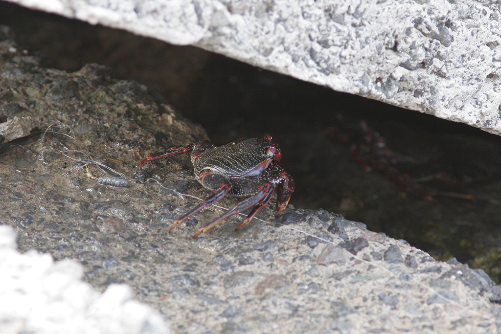Unknown crab 2