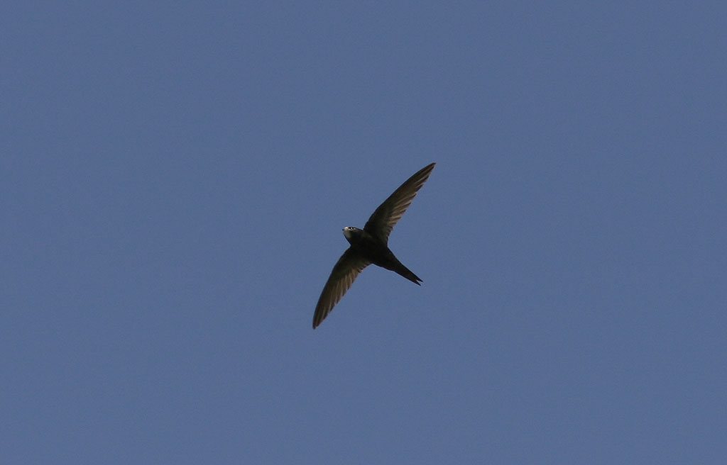 Tornseglare<br/>Common Swift<br/>(Apus apus)