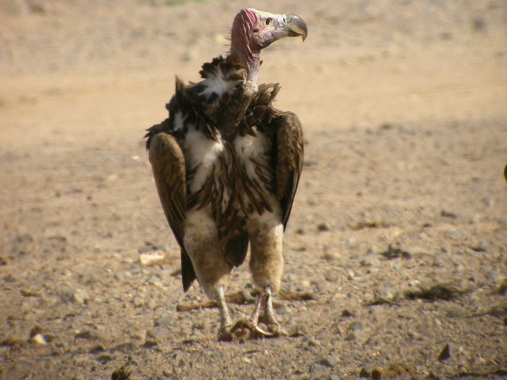 rongam<br>Lappet-faced Vulture<br>(Torgos tracheliotus)