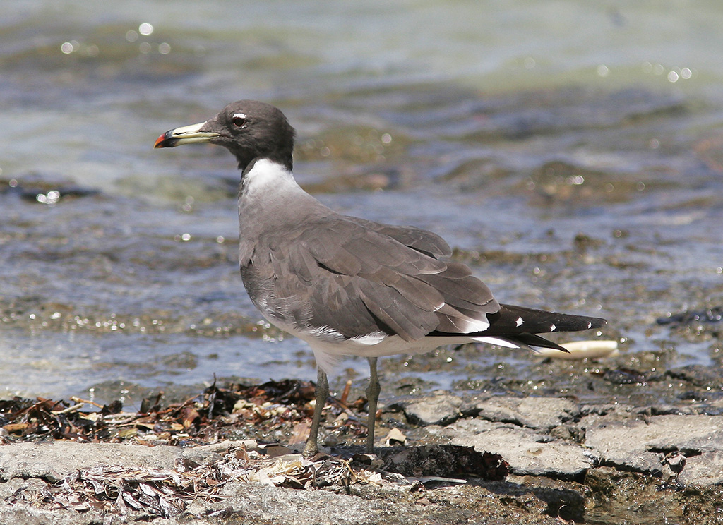 Sotms<br/>Sooty Gull<br/>(Ichthyaetus hemprichii)