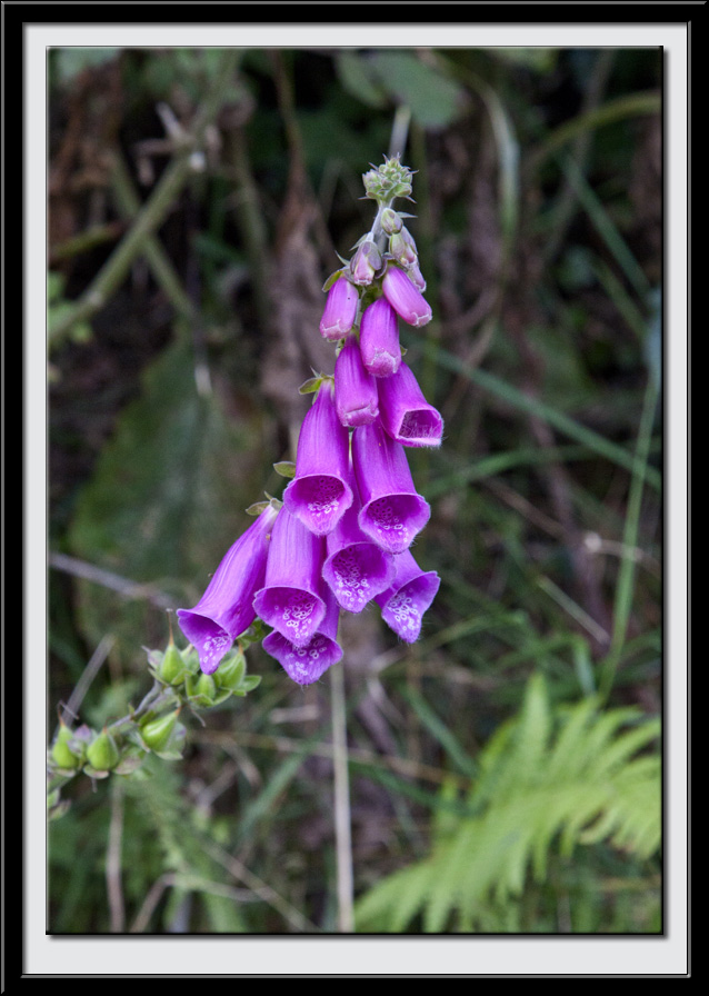 Foxglove