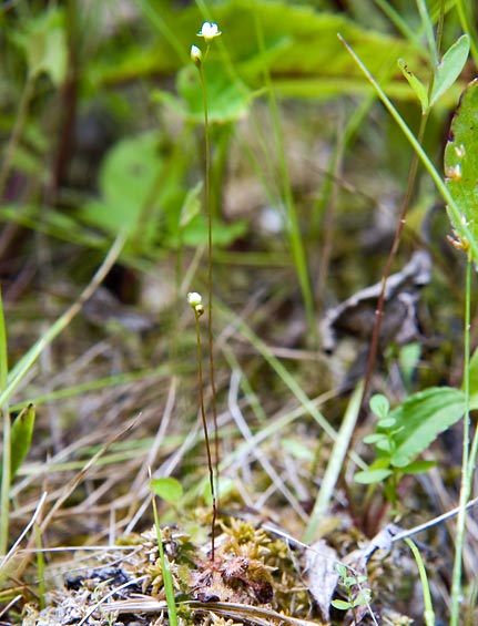 Roundleaf Sundew 5