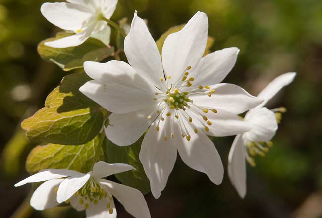 Rue Anemone 1