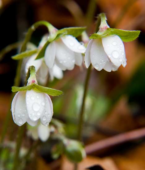 March 16 - Big Creek Wildflowers