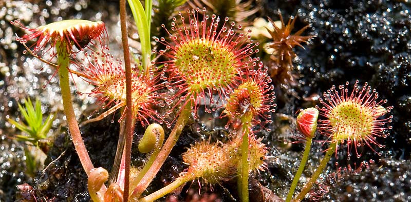 Roundleaf Sundew 3