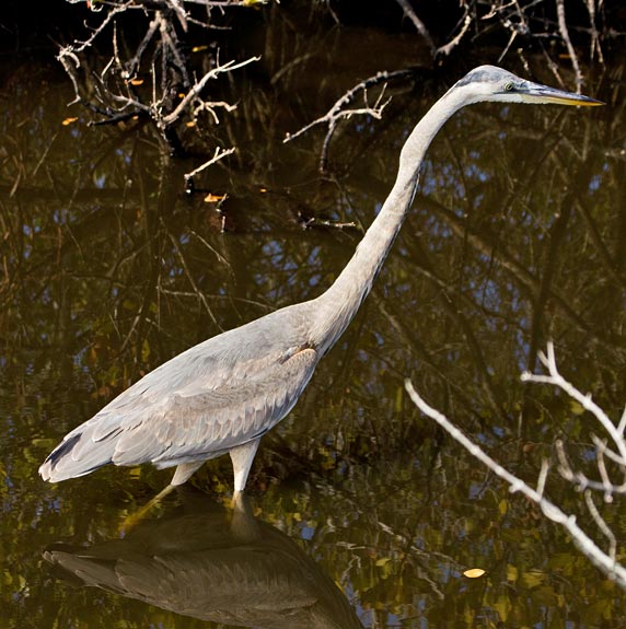 Great Blue Heron 1