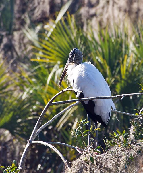 Wood Stork 3