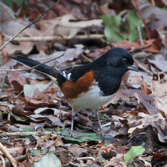 Eastern Towhee 1 - male