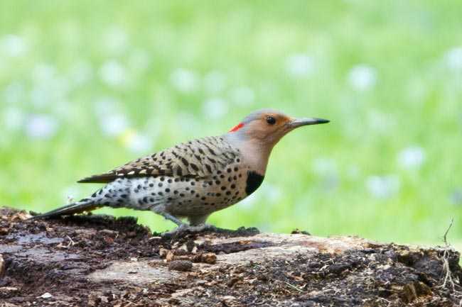 Northern Flicker 1 - Yellow-shafted Female