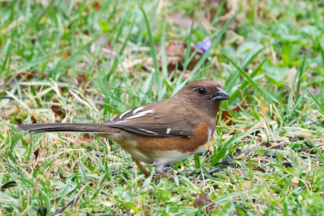 Eastern Towhee 2 - female