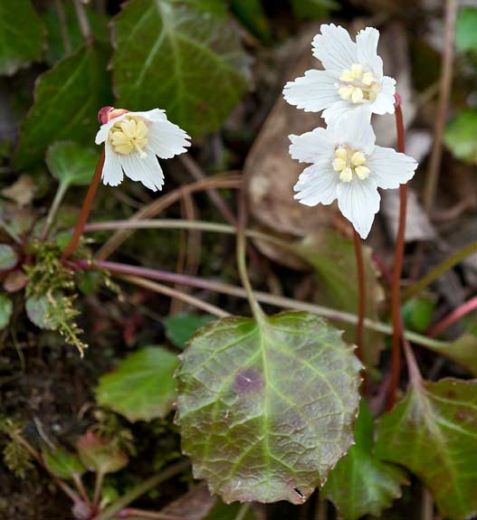 Oconee Bells 5