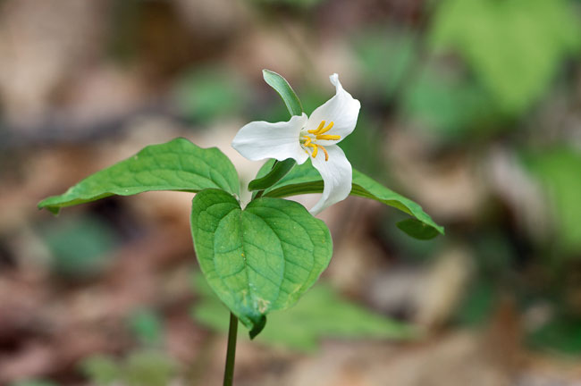Jones Gap Trillium