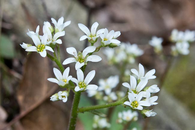 Early Saxifrage 2