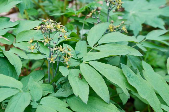 Blue Cohosh 1